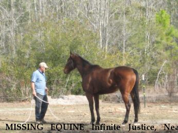 MISSING EQUINE Infinite Justice, Near Ludowici, GA, 31316